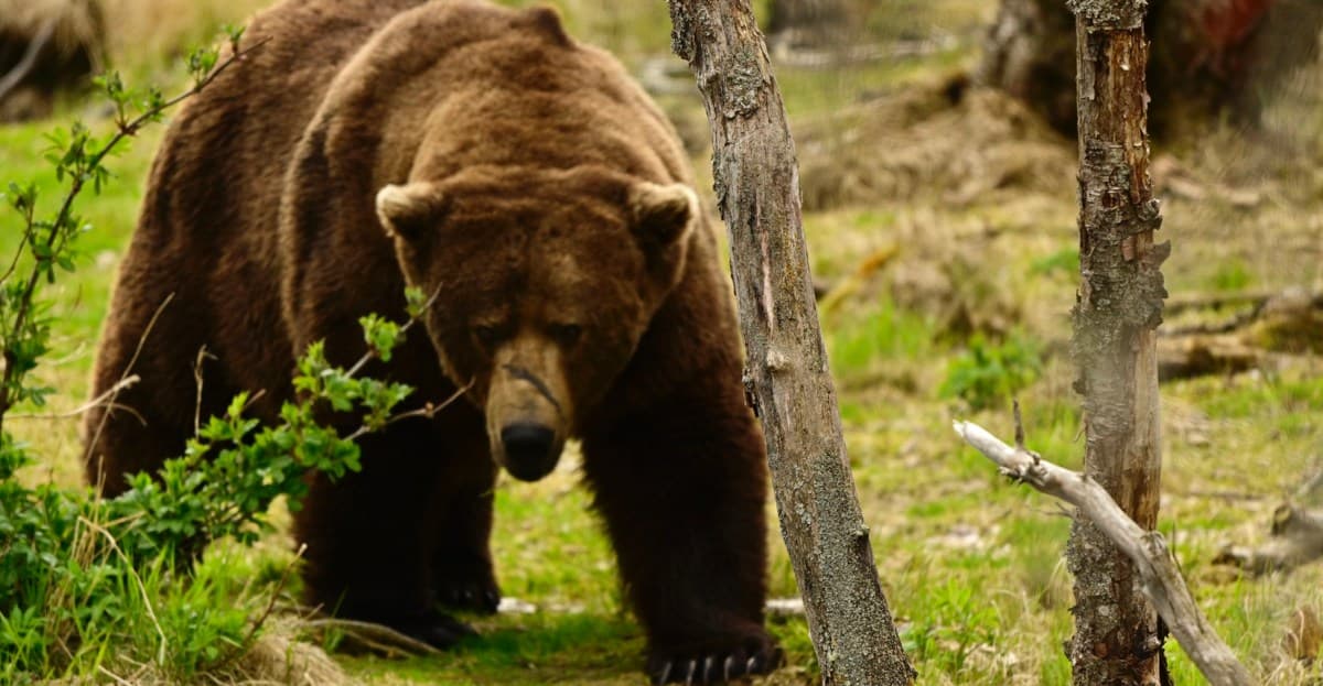 Hepsi yeni Fat Bear Şampiyonu