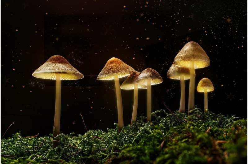 Psilosybin'in Evrimsel Gizemi