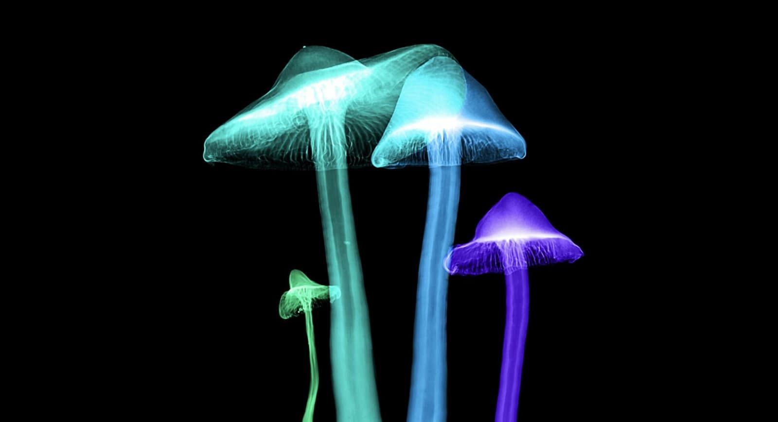 Bilim Adamları MDMA Gibi Psikedeliklerle İlgili Eksik Bağlantıyı Buldular