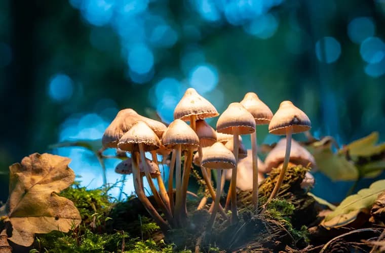 Gençlik Çeşmesi Psychedelic olabilir: Çığır açan çalışma, psilosibin yaşamı ve hücresel sağlığı artırır