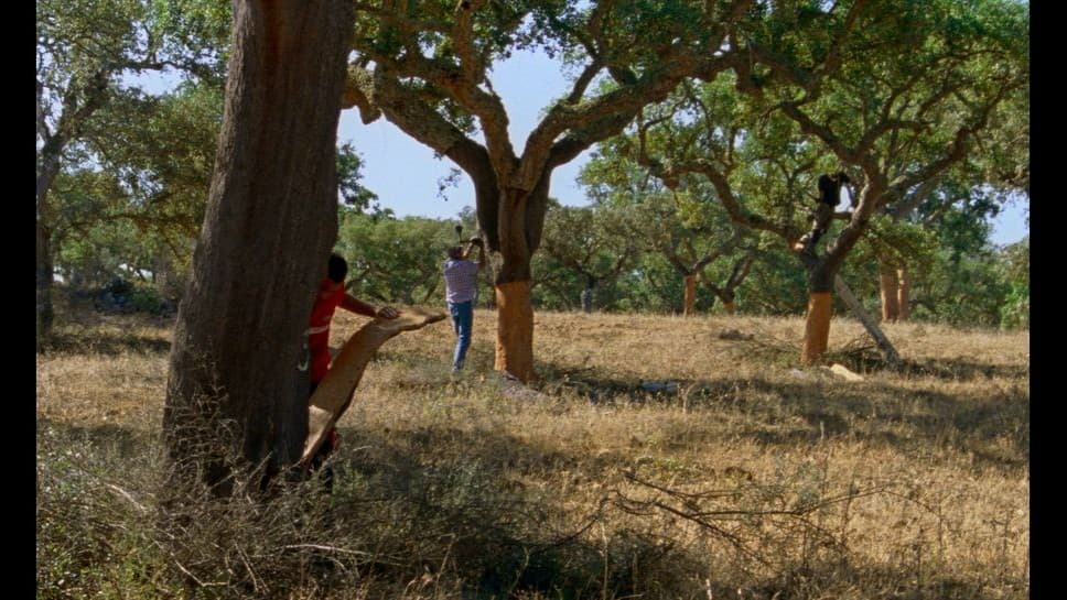 'The Seasons', Alentejo'daki Film, Locarno'da Portekiz, Fragman Alıyor