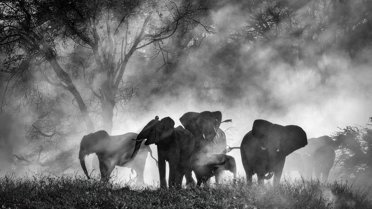 Werner Herzog bir pachyderm arayışına giriyor