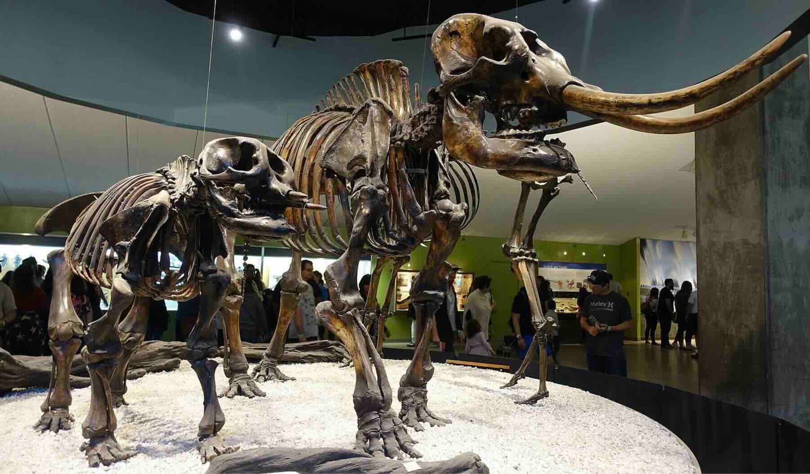 Antik Mastodon DNA'yı inceleyen bilim adamları, bu Buz Devri Devleri hakkında beklenmedik bir keşif yaptı