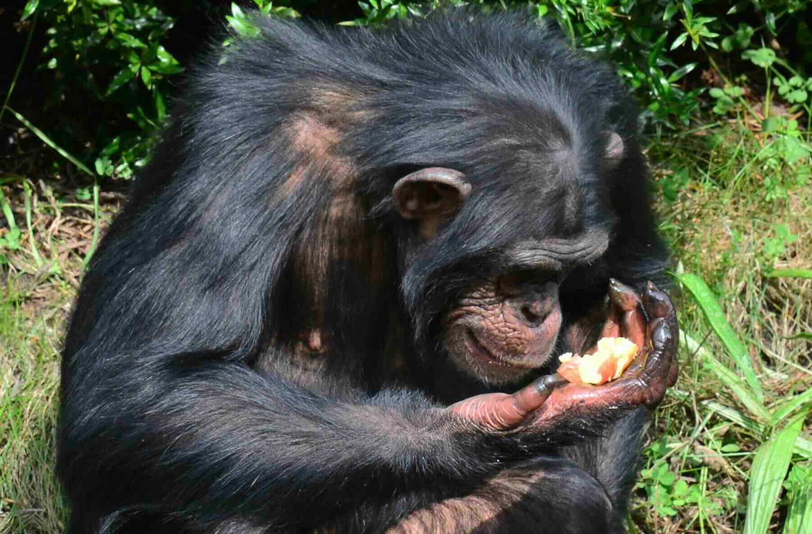 Bapsy Chimps? Çalışma, vahşi maymunların günde iki içeceğin eşdeğerini tükettiğini ortaya koyuyor