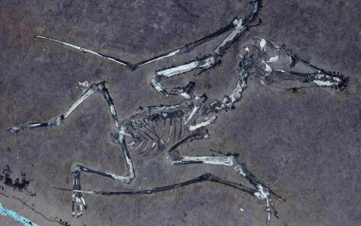 "Kelimenin tam anlamıyla bize kayadan sıçradı": 150 milyon yaşındaki bebek pterosaur fosilleri sersemletici paleontologlar