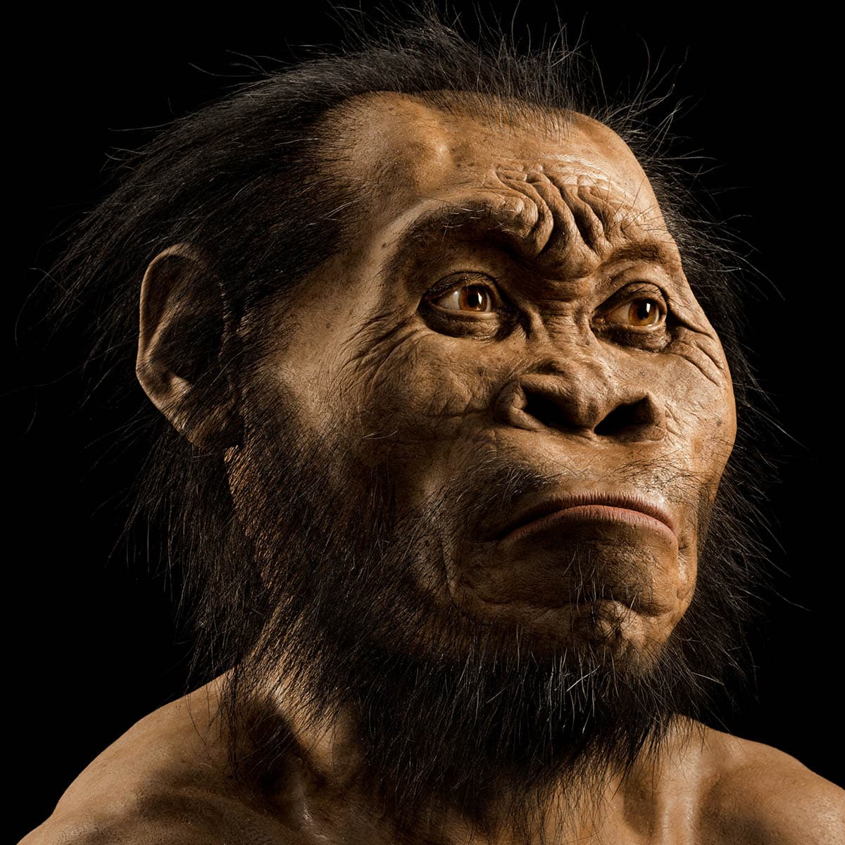 Ölülerini gömen eski bir insan türü olan 'homo naledi' gizemi, yeni mezar keşfi ile derinleşiyor