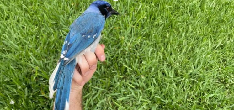 Teksas'ta benekli garip mavi kuş, mavi ve yeşil jay türleri arasında bilinen ilk melez olduğuna inanılıyor