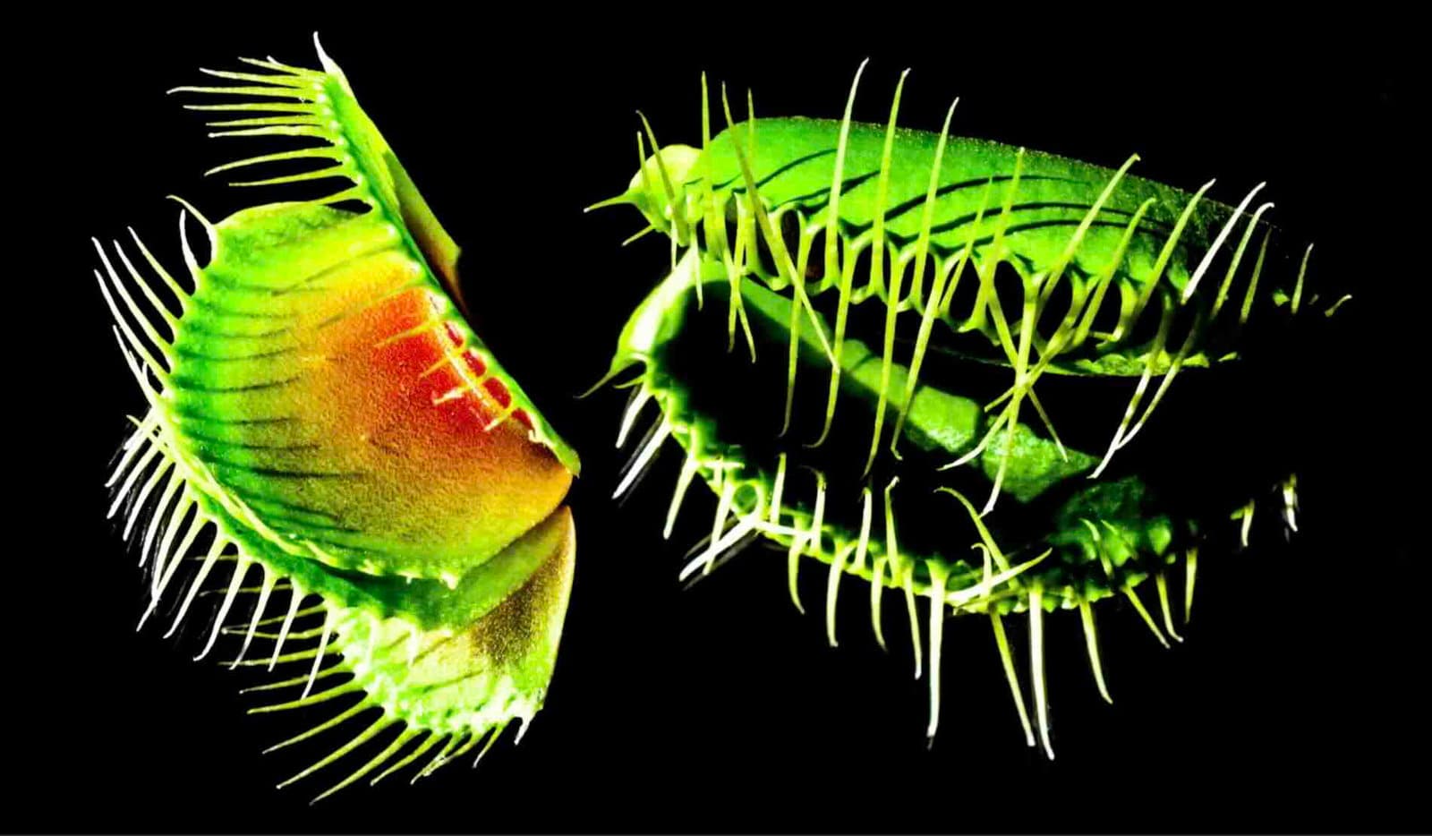 Venus Flytrap'ın tuhaf böcek yakalama mekanizması uzun süredir şaşkın bilim adamlarına sahip - şimdi nihayet nasıl çalıştığını biliyorlar