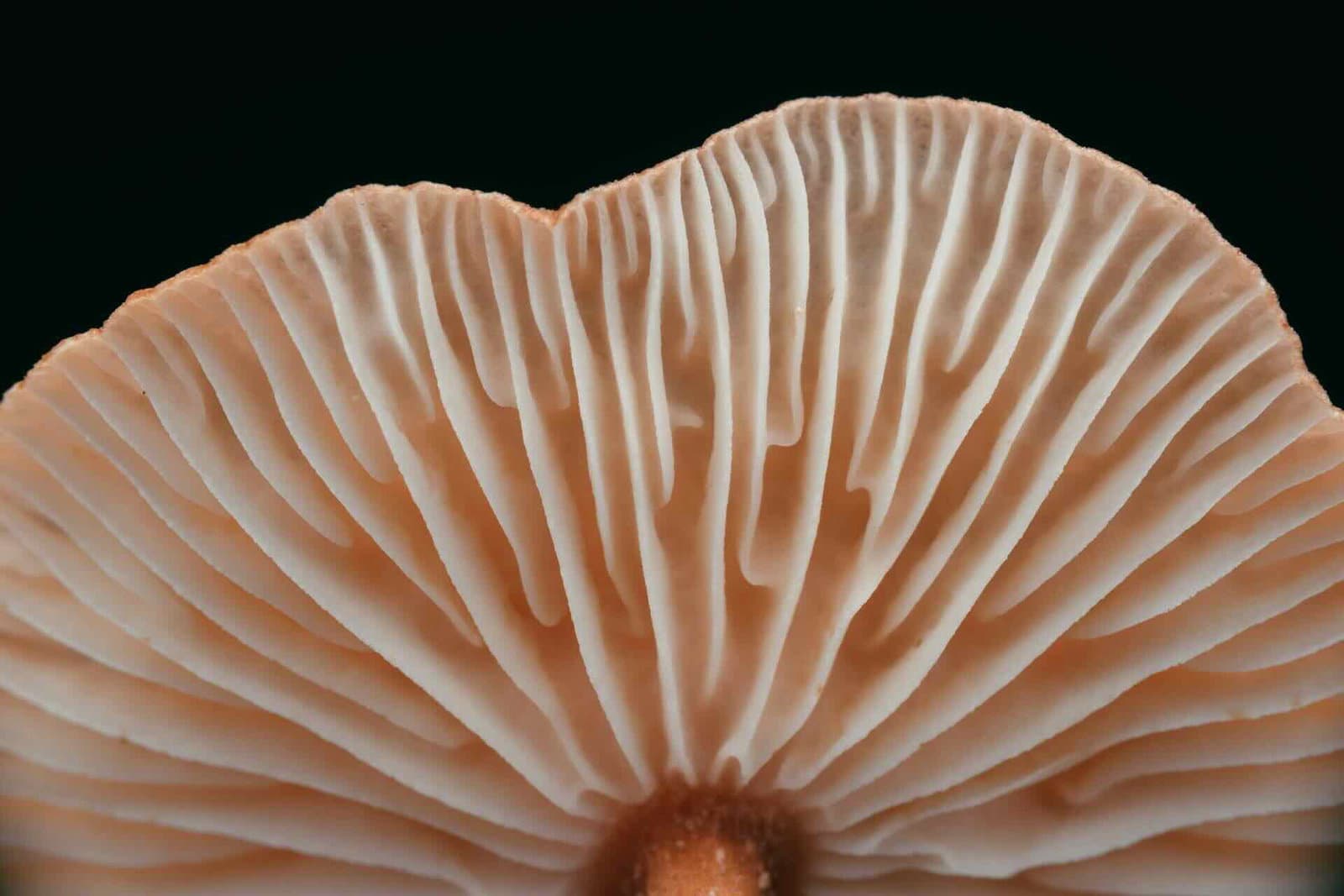 Eti Unutun: Karşınızda Genetiği Değiştirilmiş Protein Mantarı