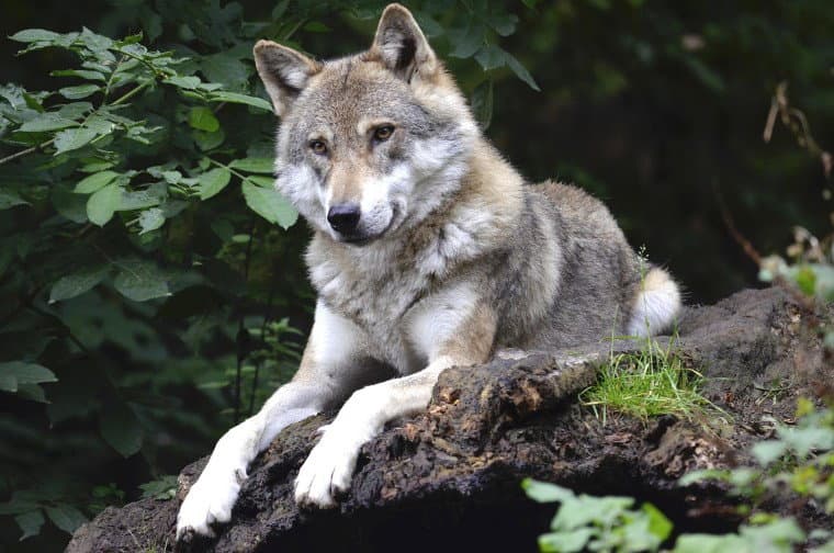“Tam Bir Sürprizdi”: Arkeologlar Bazı Eski İnsanların Köpekler Yerine Kurtlarla Avlandığına İlişkin Kanıtları Ortaya Çıkardı