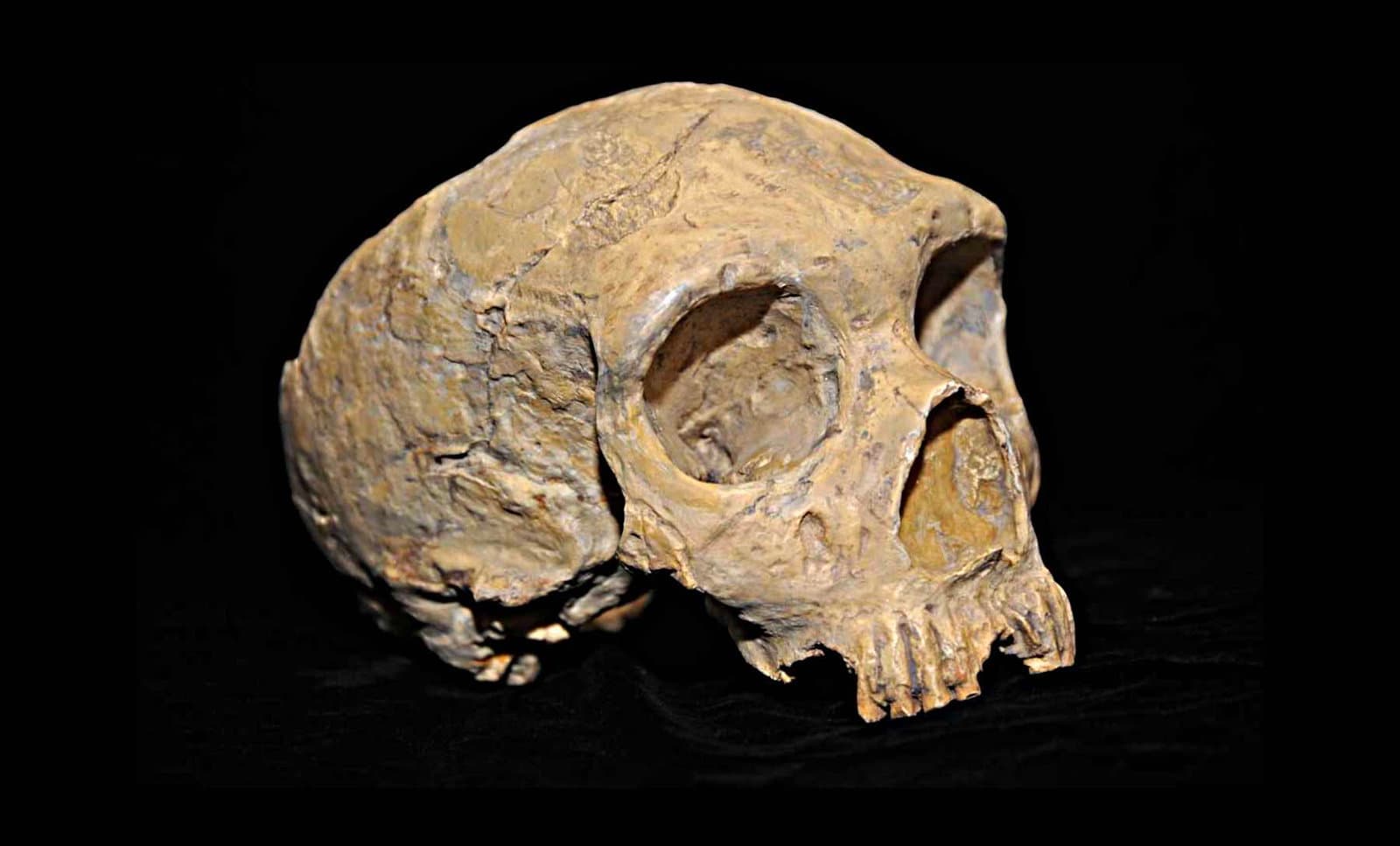 Tartışmalı Yeni Araştırma, Neandertallerin Kaybolmasının Yok Olmanın Sebebi Olamayabileceğini İddia Ediyor