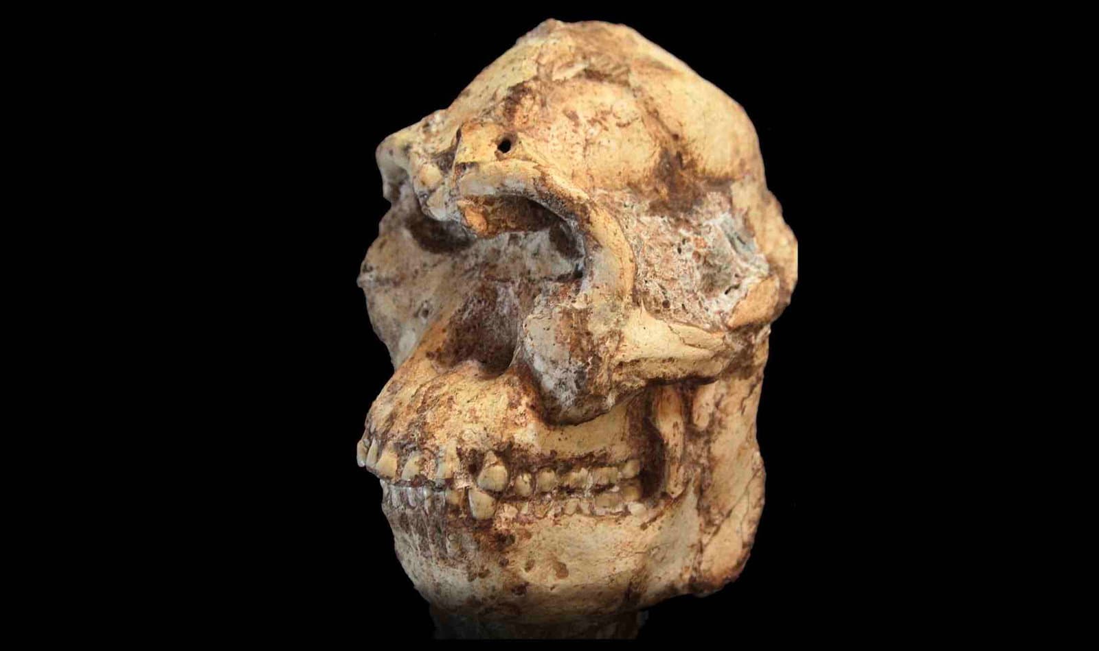 Araştırmacılar, Gizemli 'Küçük Ayak'ın Tanımlanamayan İnsan Benzeri Bir Tür Olabildiği Sonucuna Vardı