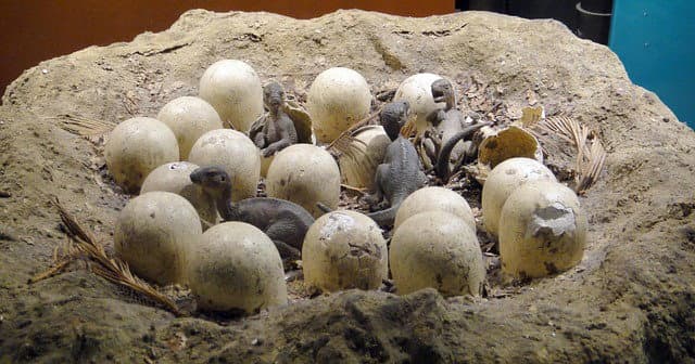Bilim İnsanları Dinozor Yumurta Kabuklarının Derin Zamanı Ölçmek İçin Nasıl Doğal Saatler Olarak İşleyebileceğini Ortaya Çıkardı