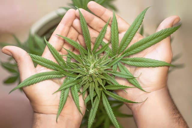 Bu İki Esrar Bileşiğinin Birleştirilmesi Yumurtalık Kanserine Karşı Mücadelede Umut Verici Bir Araç Ortaya Çıkarıyor