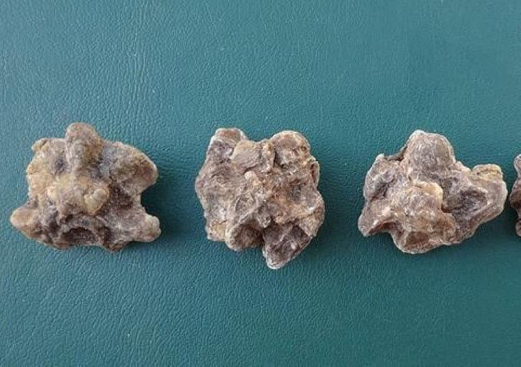 Yeni Keşfedilen Fosil Kanıtları, Bu Devlerin 12 Milyon Yıl Önce Dünya'da Dolaştığını Kanıtlıyor