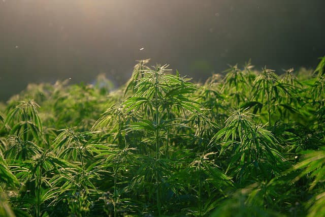 Antik Esrar Enzimleri THC ve CBD'nin İlk Olarak Nasıl Evrimleştiğini Ortaya Çıkarıyor