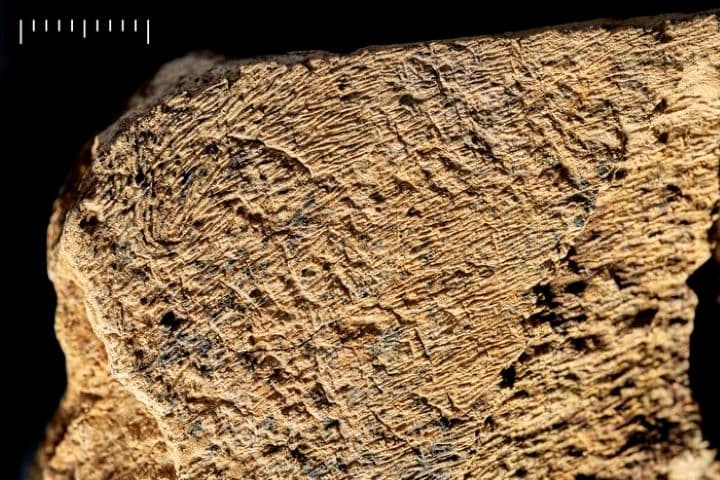 Arkeologlar: Yarım Milyon Yıllık Fil Kemik Çekici Modern İnsanlar Tarafından Yapılmadı