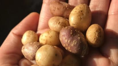Bu Yabani Patates, Çiftçilik Öncesi Hayat Hakkında Bildiklerimizi Yeniden Yazabilir
