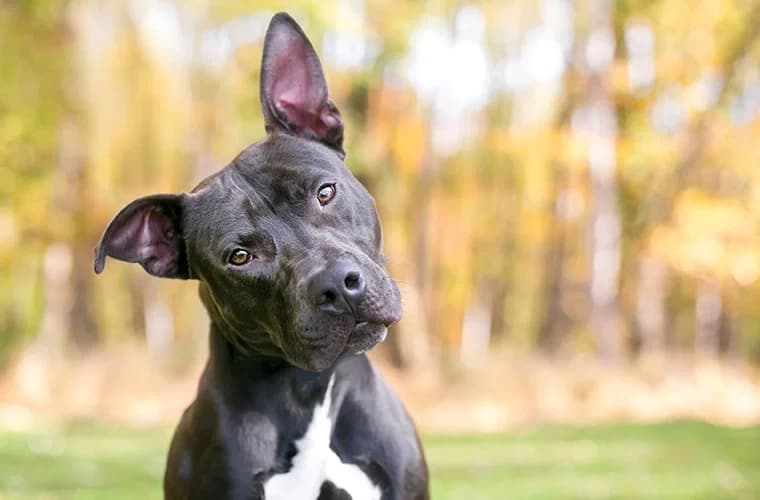 Çalışma Bulgularına Göre Bazı "Üstün Yetenekli" Köpekler, Konuşmalara Kulak misafiri Olarak Kelimeleri Öğreniyor - Yeni Yürümeye Başlayan İnsanlar Gibi