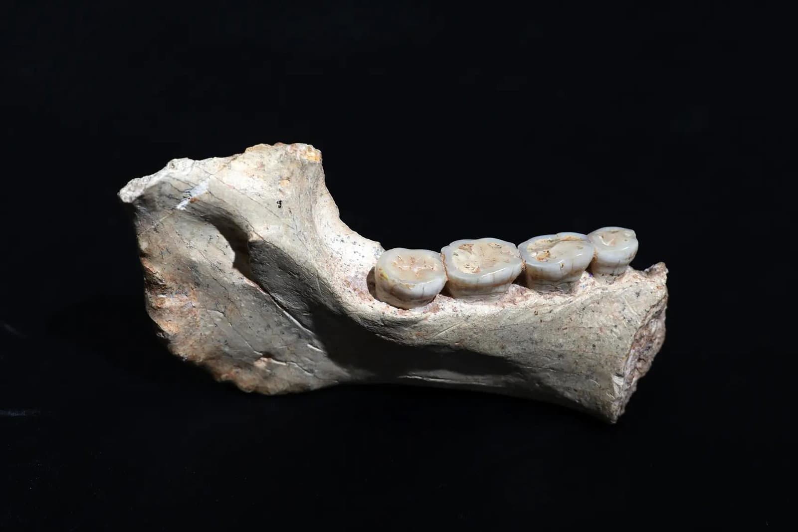 Fas'ta Bulunan 773.000 Yıllık Fosiller, İnsan ve Neandertallerin Son Ortak Atasına Işık Tutuyor