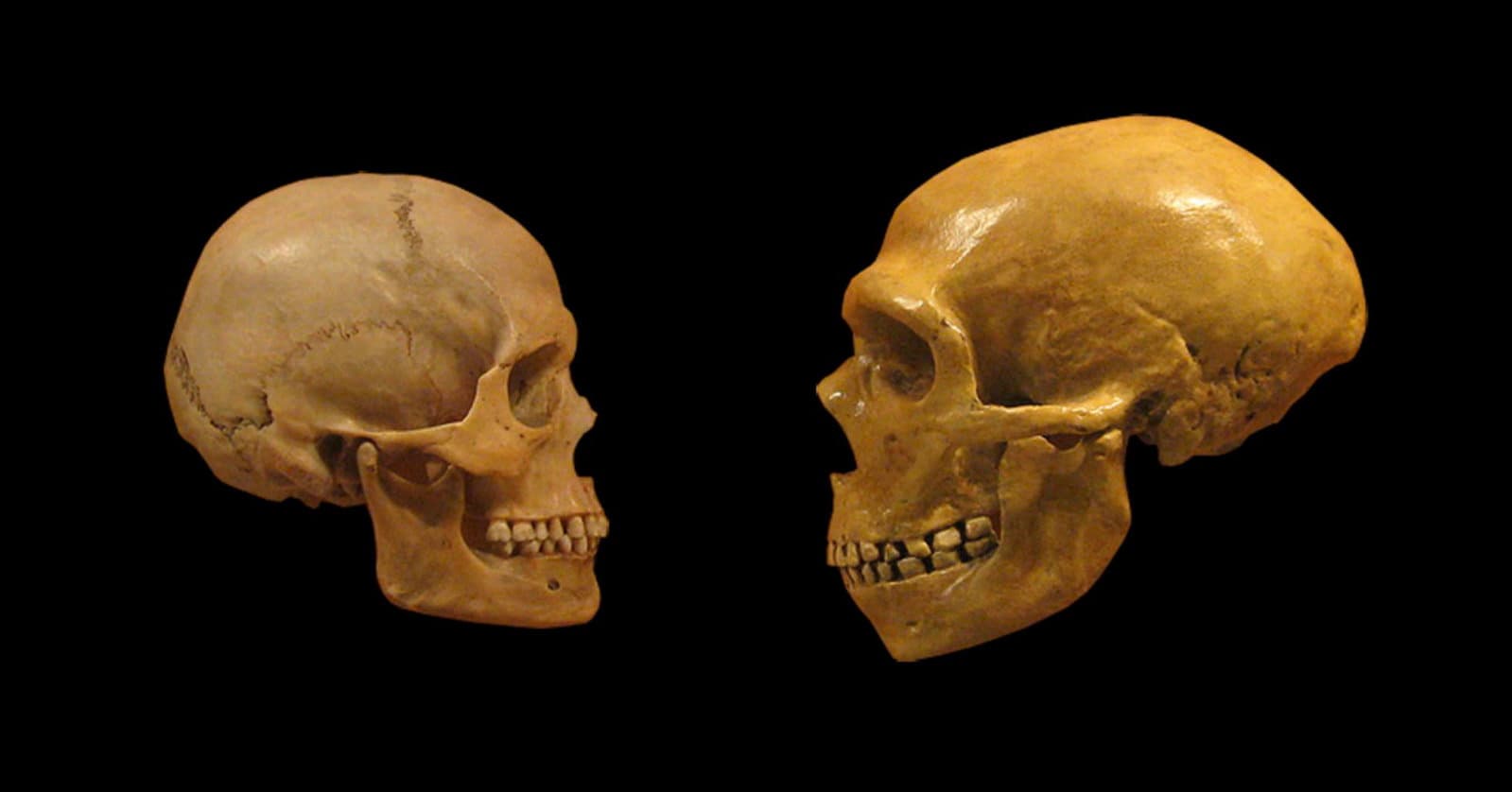 Genetik Çalışma, Sadece Hayatta Kalmaya Değil, Sosyal Etkileşime de İşaret Ederek İnsan ve Neandertal Melezlemesinin Hikayesini Yeniden Yazıyor