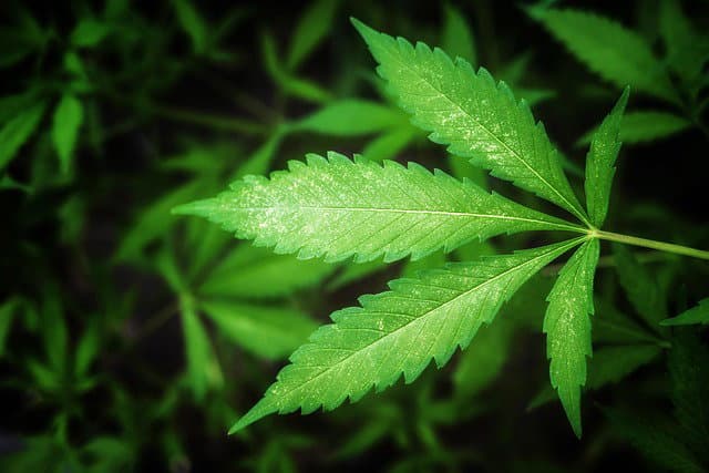 THC'yi Farelerde Anti-İnflamatuar Azaltılmış Alzheimer Patolojisiyle Eşleştirmek