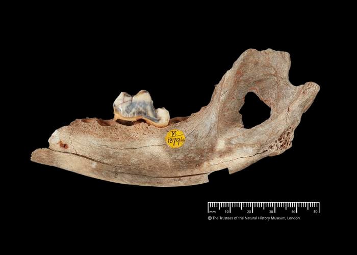 Yeni Araştırma, Antik DNA'nın Buzul Çağında Köpeklerin İnsanlarla Birlikte Yaşadığını Gösterdiğini Ortaya Çıkardı