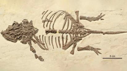 Gizemli Fosiller Bilinen İlk Ankylosaur Yavrusunu Ortaya Çıkarıyor