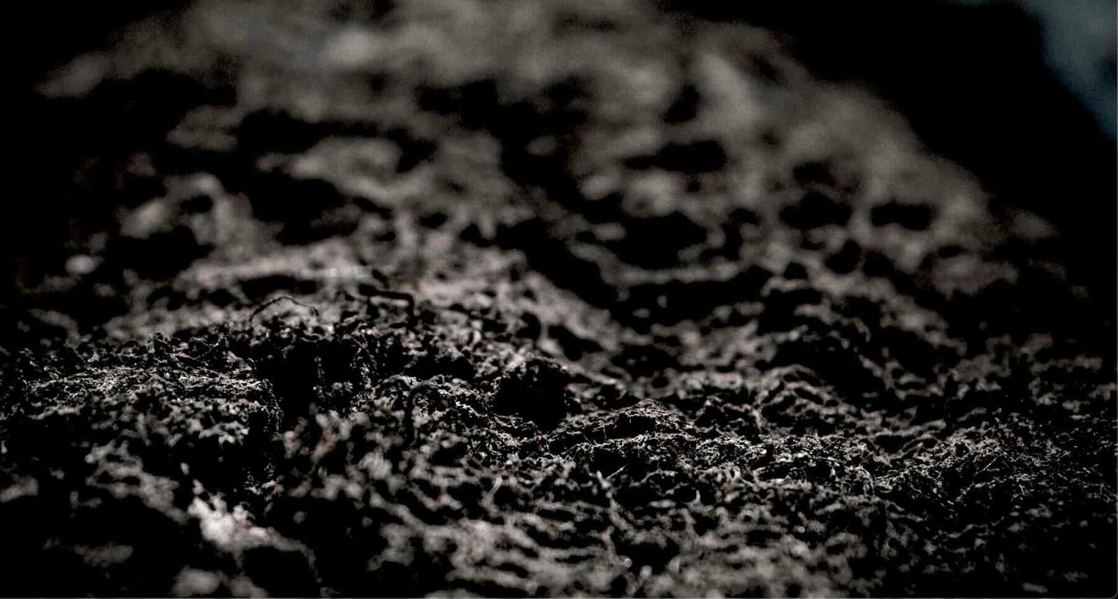 2000 Yıllık Amazon "Karanlık Dünyası", Araştırmacıları Şaşırtarak, Gizemli Bitki Büyümesinin Hızlandırılmış Seviyelere Neden Oluyor