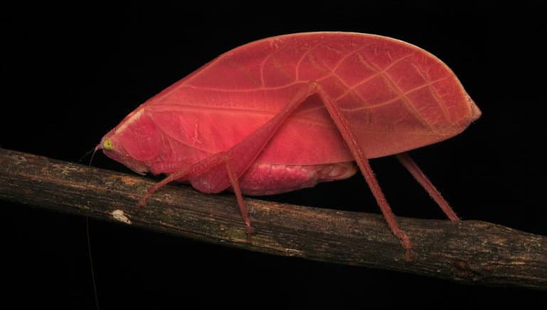 Sıcak Pembe Katydid Doğanın En Şaşırtıcı Kamuflaj Numaralarından Birini Başardı