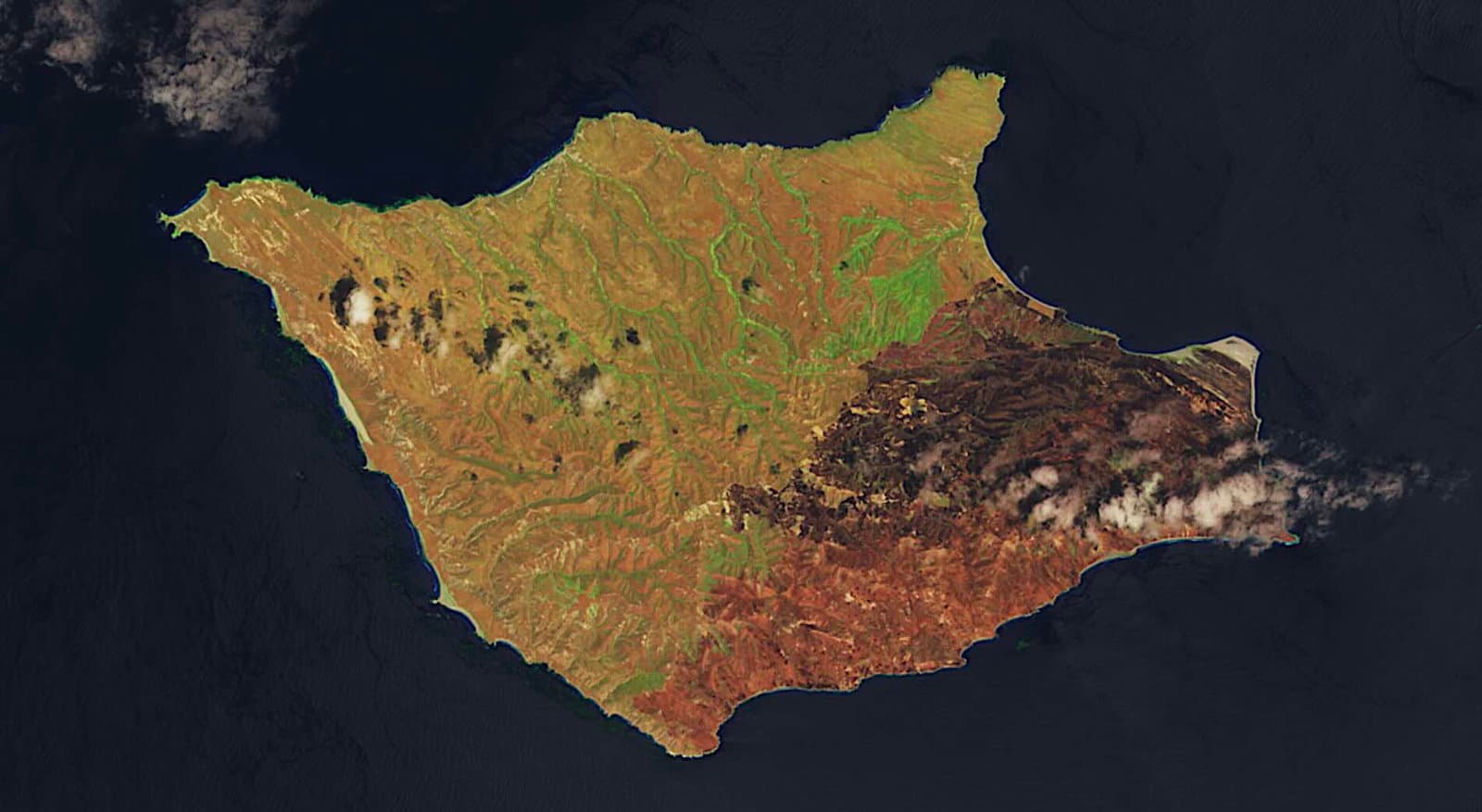 Amerika'nın En Nadir Türlerinden Biri Tarihi Bir Orman Yangınından Küçücük Kurtuldu - NASA Uydu Görüntüleri Çarpıcı Hasarı Ortaya Çıkardı