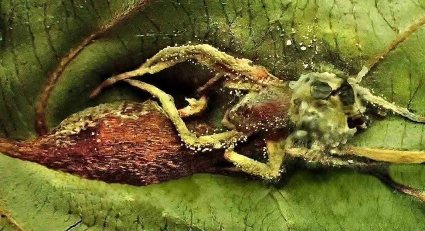 Bilim Adamları Borneo Ormanlarının Derinlerinde Zombi Mantarlarını Besleyen Bir "Hiperparazit" Organizma Keşfetti