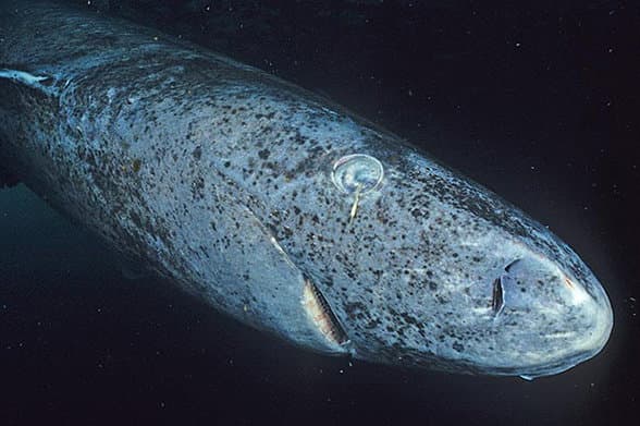Bu Derin Deniz Yırtıcısı Yüzyıllarca Yaşayabilir - Artık Genetikçiler Uzun Ömürünün Sırlarını Kırmaya Yakın
