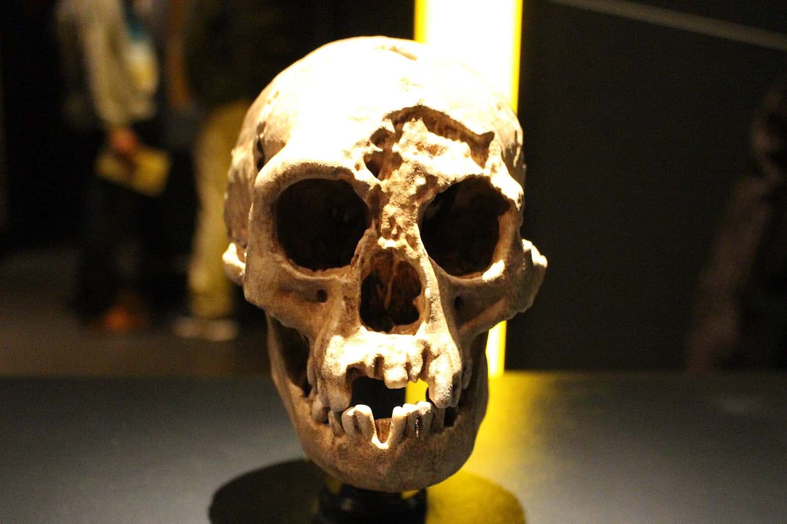 Gerçek Hayattaki Hobbitler için 'İkinci Kahvaltı' mı? Yeni Kanıtlar Homo Floresiensis Hakkında Geçmiş Varsayımları Sorguluyor