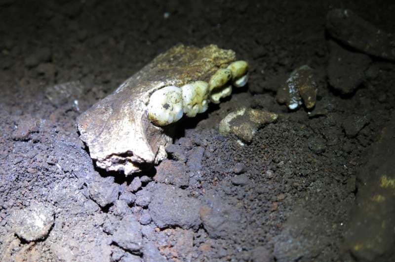 Homo Naledi'nin İlk Antik Protein Analizi Yeni Bir Mezar Gizemini Ortaya Çıkardı