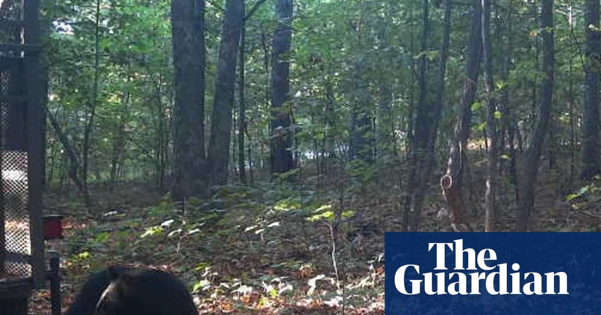 Arkansas'ta kampı öldüren siyah ayı yetkililer tarafından vurularak öldürüldü | Arkansas