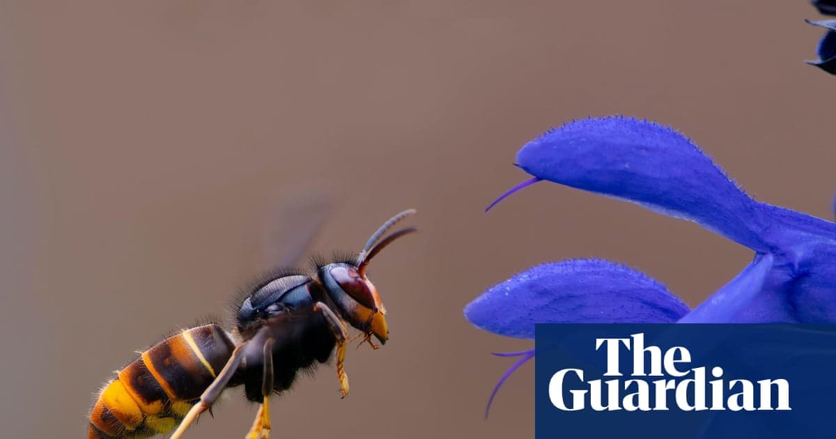 Asya Hornet'in eşsiz vızıltısı istilacı türler içermede gizli olabilir | İstilacı türler
