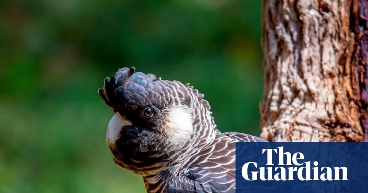 'Baudin veya Boksit mi?' Kıvrımlı Uyarı Siyah Kakadu Madencilik Genişlemesi Hayatta Kalmayacak | 2025 yılının Avustralya Kuş