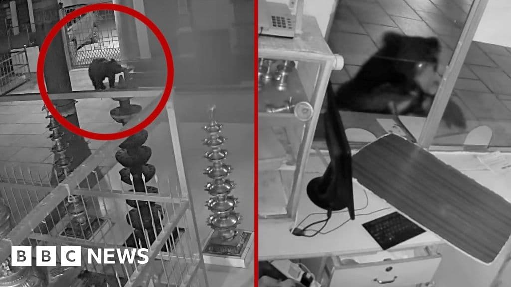 Bear CCTV'ye yakalandı Hint tapınağında yiyecek arıyor