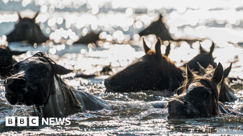 Binlerce kişi 100. yıllık Wild Pony Swim'i izlemek için toplanıyor