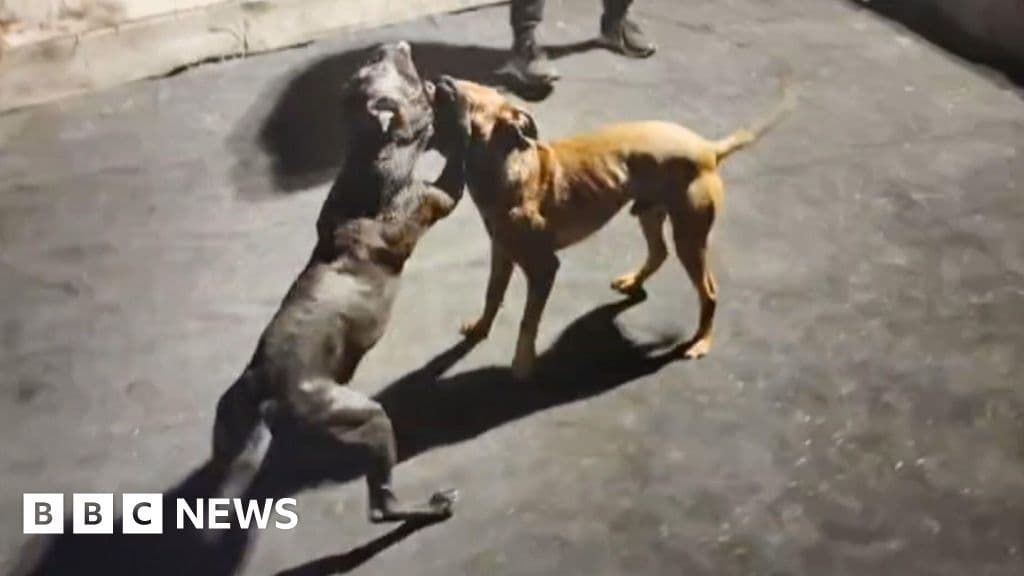 Bir BT karışımı, bir Avrupa'nın en büyük köpek dövüş ağlarını maskelemek için bir BBC soruşturmasına nasıl yol açtı