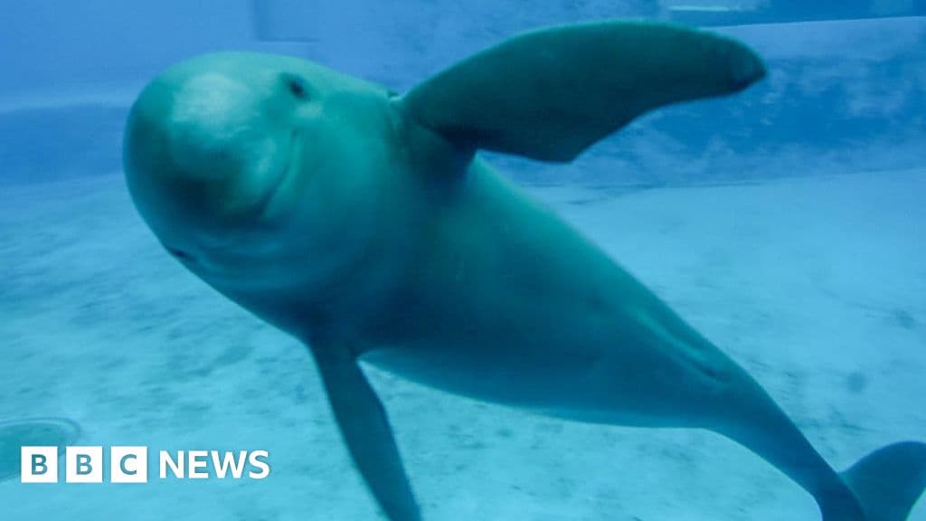 Çin'in Finishess Porpoise'i yok olma eşiğinden kurtarmak
