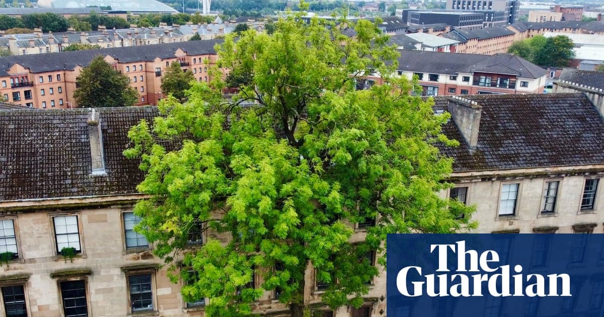 Glasgow'daki Argyle Street Ash, Yılın Ağacı Yarışması Kazanıyor | Ağaçlar ve Ormanlar
