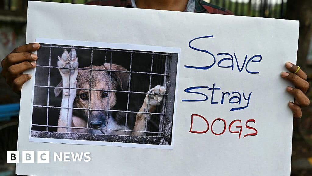 Hindistan Yüksek Mahkemesi, Delhi sokak köpeklerinin barınaklara gönderilmeyeceğini söylüyor