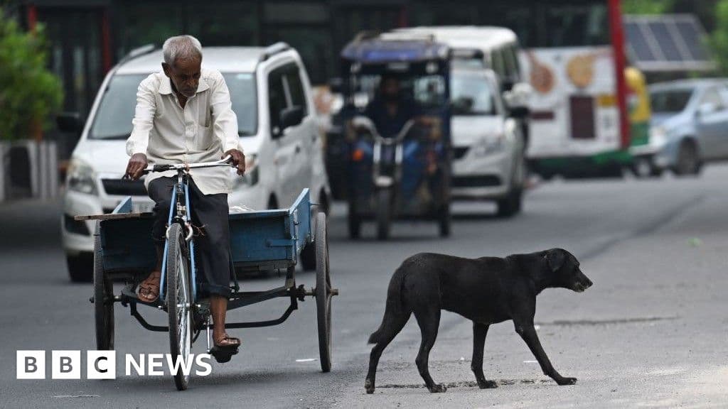 Hindistan'ın üst mahkemesi yetkililere sokak köpeklerini Delhi'deki barınaklara taşımalarını emrediyor