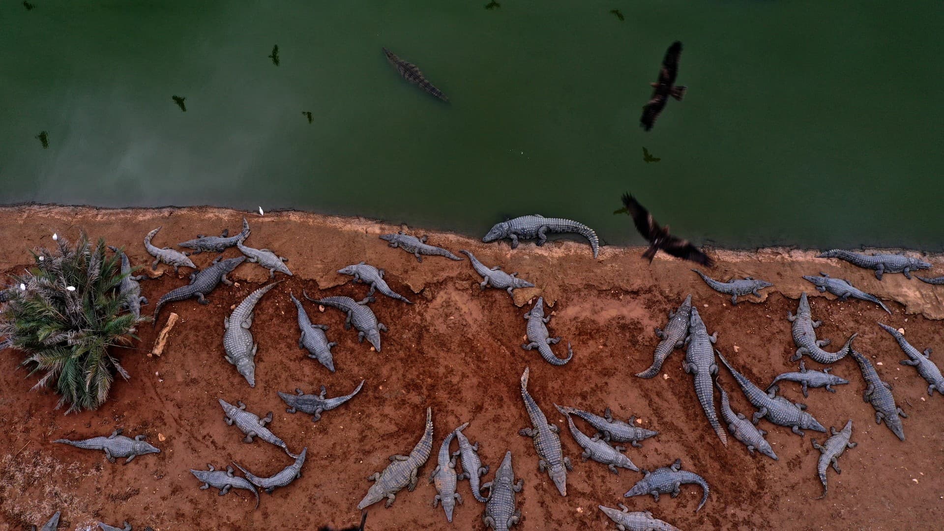 Israeli army slaughters 262 crocodiles in West Bank 'killing valley'