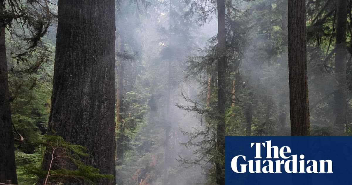 İtfaiyeciler Oregon'un Saplamadan Sonra En Uzun Ağacını Kurtarmak İçin Yarışta | Oregon