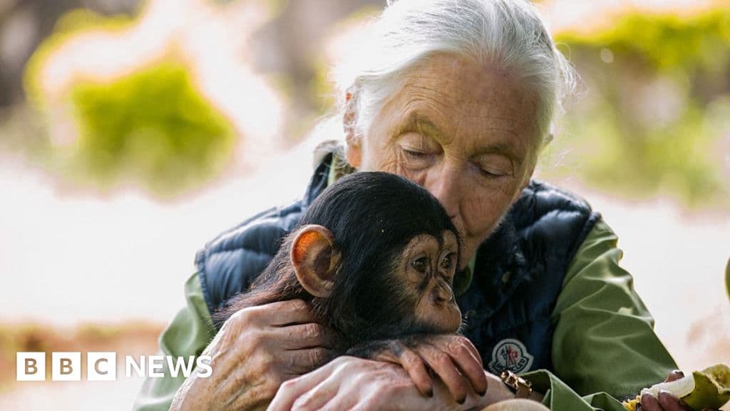 Jane Goodall, BBC'ye hayvanlarla nasıl ilgilendiğini söyler