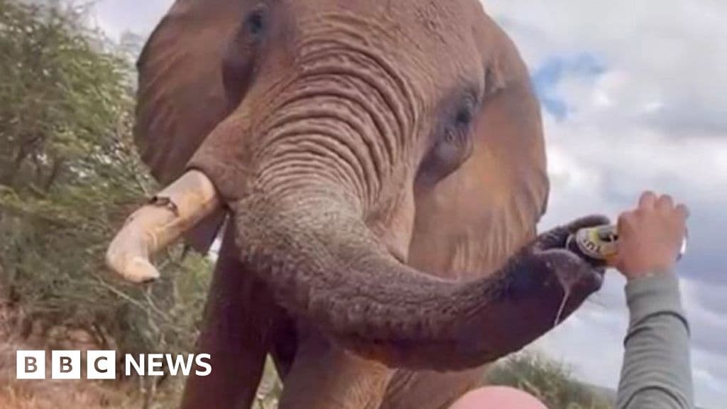 Kenya'da Turist Elephant'ın Bagajı Kıvrımlı Bir Bira Dökme Öfkesi