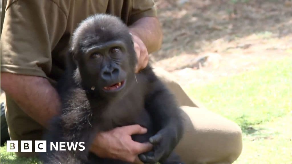 Kurtarılan bebek goril zeytin kaçakçılık çilesinden kurtuluyor